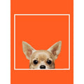 Orange - Side - Inquisitive Creatures Tragetasche mit Chihuahua-Motiv